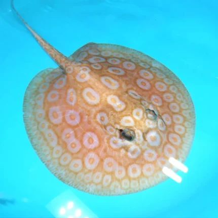 Albino Pearl Stingray (Potamotrygon jabuti)