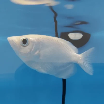 This is a leucistic color morph, more commonly known as platinum. The banded archerfish is one of seven archerfish species. This species usually inhabits tropical coastal brackish waters. They capture their prey from the surface of the water or outside the water column and they do so in a unique way. They “spit” a jet of water to shoot down an insect or other morsel. They can even target prey resting on low overhanging mangrove branches when they cannot find food on the surface of the water.
