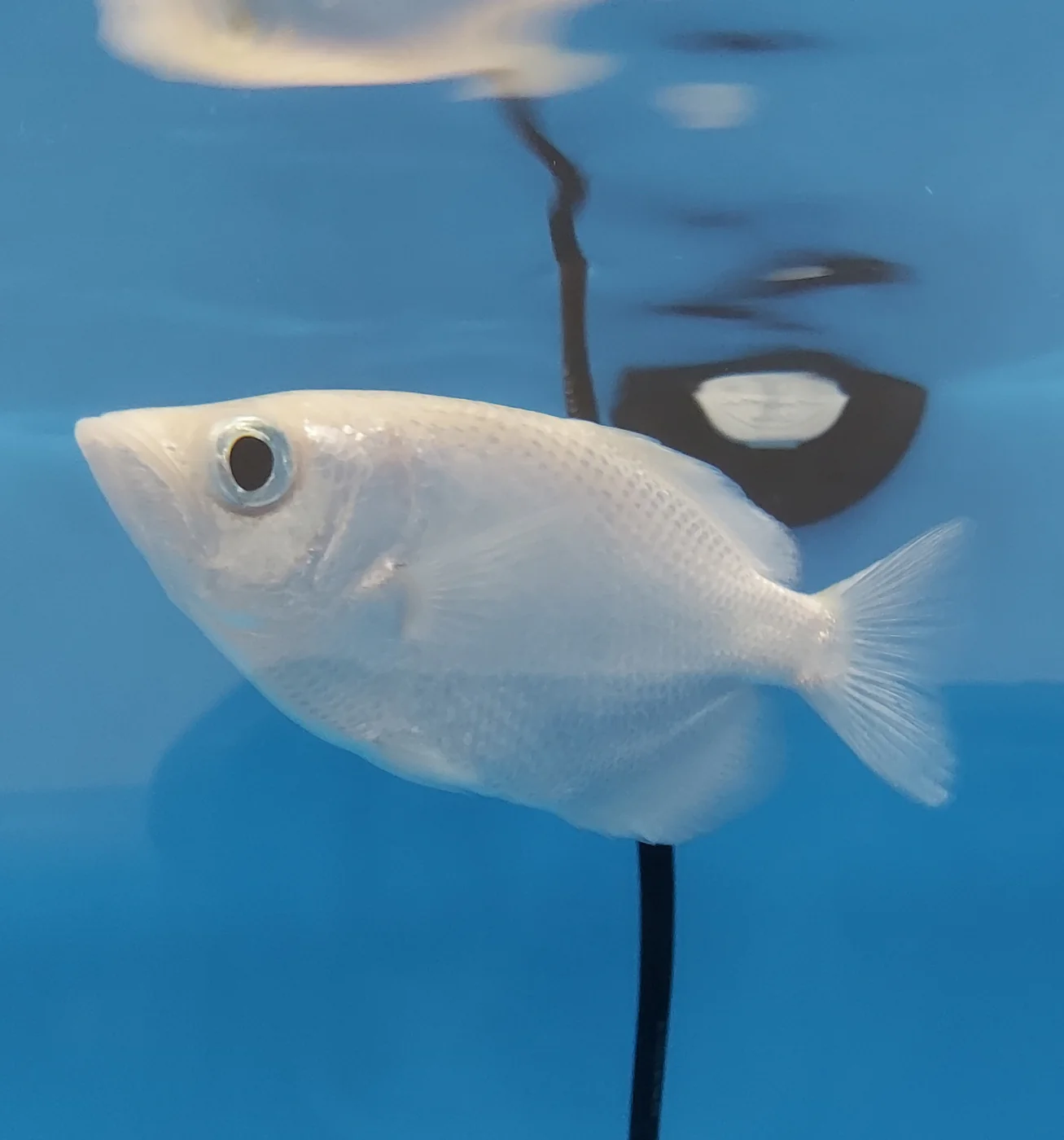 This is a leucistic color morph, more commonly known as platinum. The banded archerfish is one of seven archerfish species. This species usually inhabits tropical coastal brackish waters. They capture their prey from the surface of the water or outside the water column and they do so in a unique way. They “spit” a jet of water to shoot down an insect or other morsel. They can even target prey resting on low overhanging mangrove branches when they cannot find food on the surface of the water.