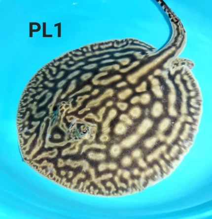 Line Pearl Leucistic Key Freshwater Stingray (Potamotrygon jabuti)