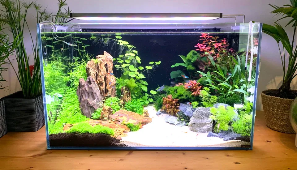 An-Aquarium (1)
