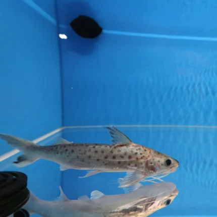 Lince Catfish (Platynematichthys notatus)
