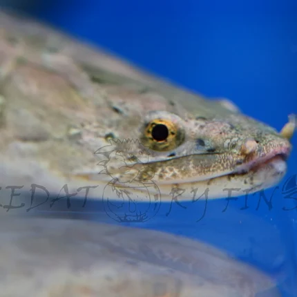 Nile Bichir (Polypterus bichir bichir)