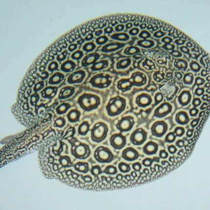 Pearl Freshwater Stingray (Potamotrygon jabuti)