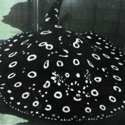 Eclipse Black Diamond Stingray (Potamotrygon leopoldi)
