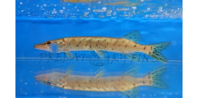 Amur_pike_2_1917x1078