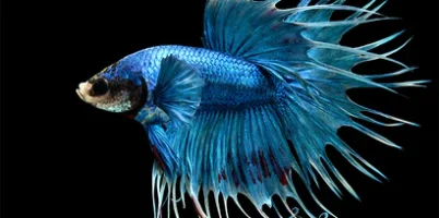 Crowntail_Betta_Splendens_85d9a181-10d1-455a-a33e-1065f1ca2908_410x