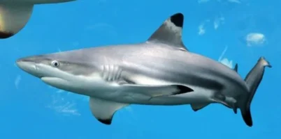 blacktip-sharks-1-1024x680_527x529