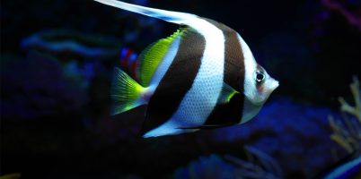 moez-aquarium-fish2